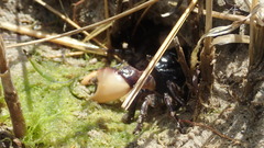 Parasesarma catenatum