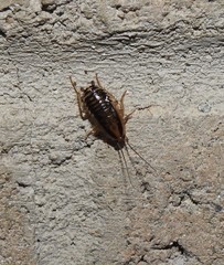 Blattella vaga