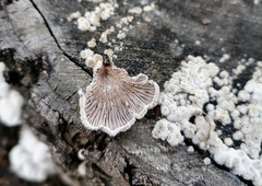 Schizophyllum commune