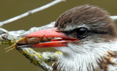 Gryllotalpa africana