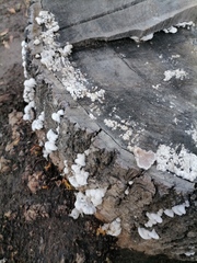 Schizophyllum commune