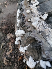Schizophyllum commune