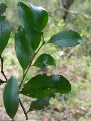 Ilex mitis