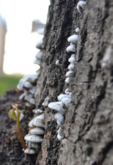 Schizophyllum commune
