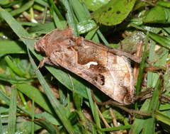Autographa camptosema