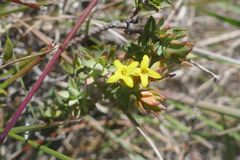 Gnidia styphelioides