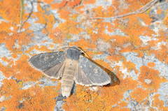 Cucullia maracandica