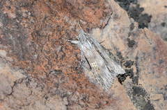 Cucullia xeranthemi