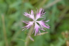 Dianthus hoeltzeri