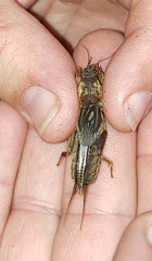 Neocurtilla