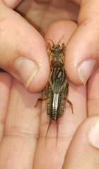 Neocurtilla