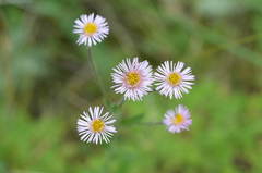 Erigeron seravschanicus