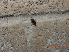 Blattella vaga