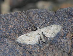 Eupithecia kozlovi