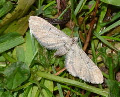 Eupithecia simpliciata