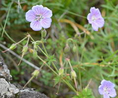 Geranium saxatile