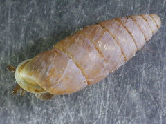 Chondrula macedonica