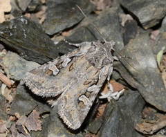 Lasionycta orientalis