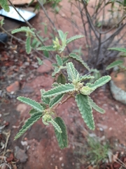 Corchorus kirkii