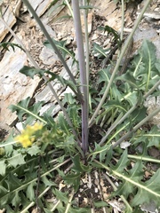 Sisymbrium austriacum