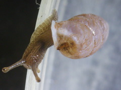 Chondrula macedonica