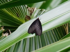 Histia flabellicornis