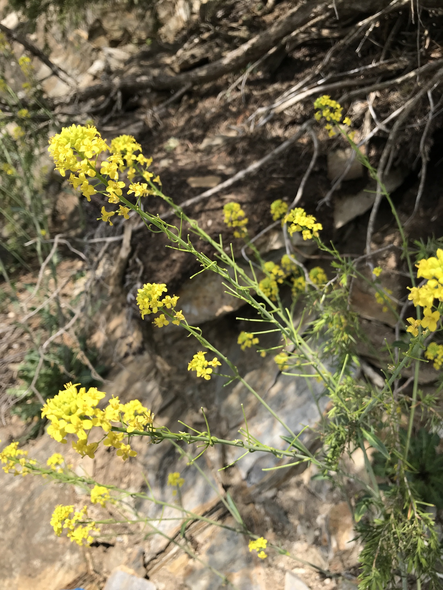 Sisymbrium austriacum
