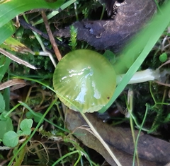 Gliophorus psittacinus