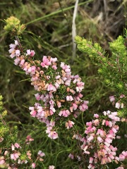 Erica parviflora