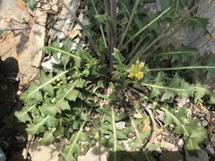 Sisymbrium austriacum