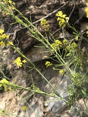 Sisymbrium austriacum