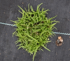 Plagiobothrys figuratus