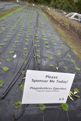 Plagiobothrys figuratus