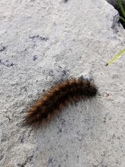 Phragmatobia fuliginosa