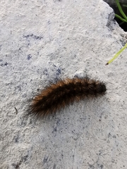 Phragmatobia fuliginosa