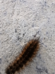 Phragmatobia fuliginosa