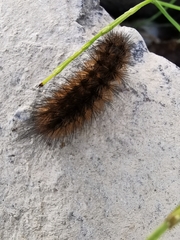 Phragmatobia fuliginosa