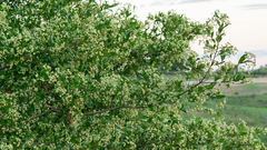 Cordia americana