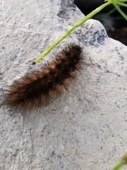 Phragmatobia fuliginosa