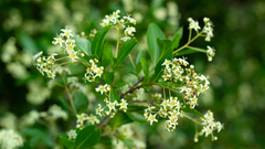 Cordia americana