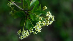 Cordia americana