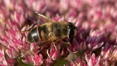 Eristalis tenax