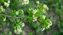 Cordia americana