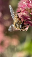 Eristalis tenax