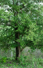 Cordia americana