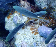 Neopomacentrus miryae