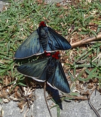 Pyrrhopyge charybdis