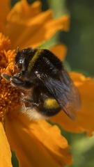 Bombus terrestris