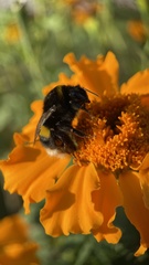 Bombus terrestris