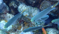 Neopomacentrus miryae